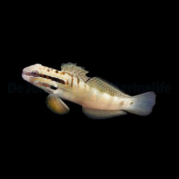 Amblygobius stethophthalmus