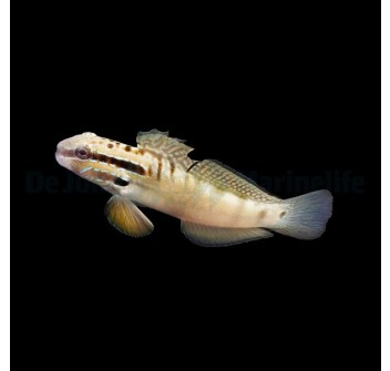 Amblygobius stethophthalmus