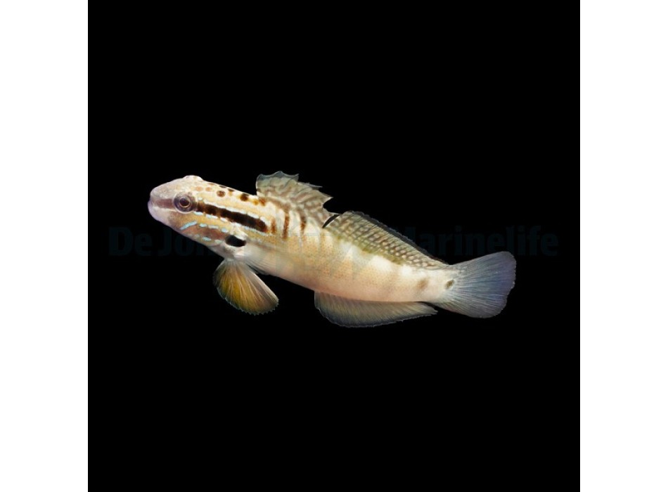 Amblygobius stethophthalmus