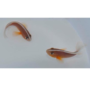  Amphiprion akallopisos - DJM Bred