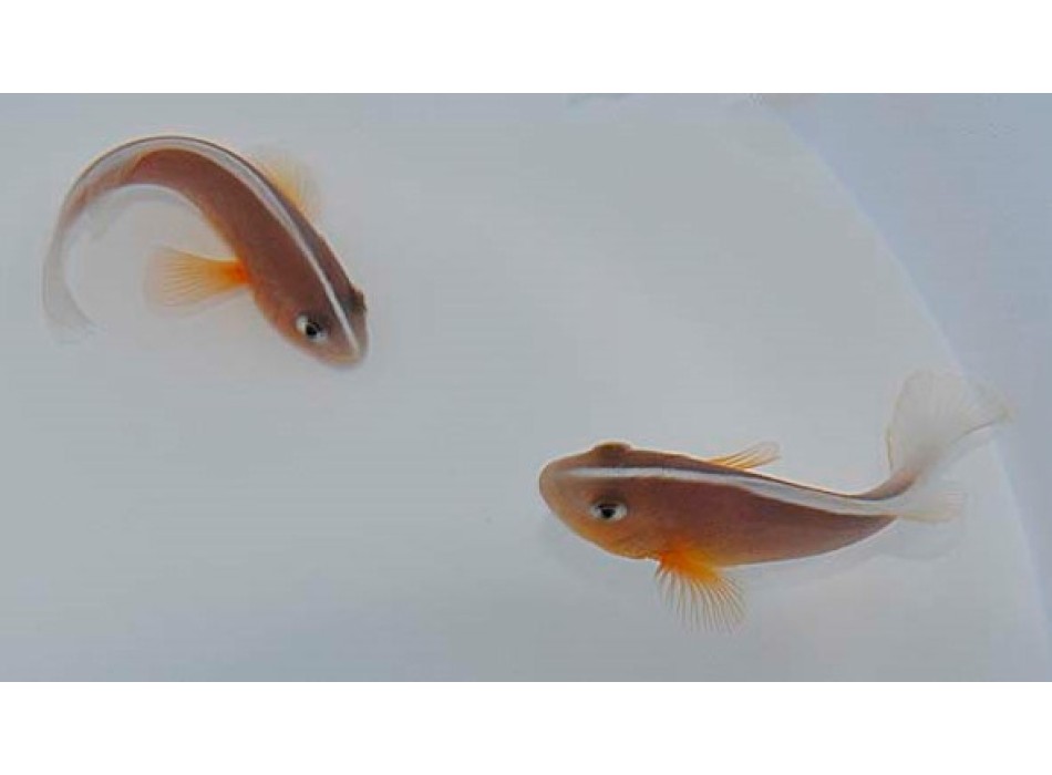  Amphiprion akallopisos - DJM Bred