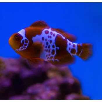 Amphiprion biaculeatus Lightning maroon clownfish - T.B.