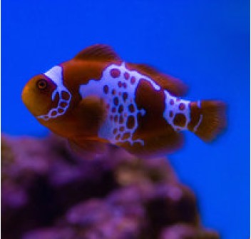 Amphiprion biaculeatus Lightning maroon clownfish - T.B.