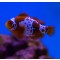 Amphiprion biaculeatus Lightning maroon clownfish - T.B.