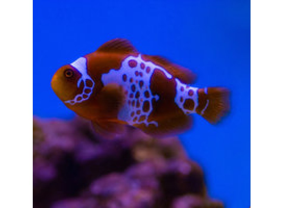 Amphiprion biaculeatus Lightning maroon clownfish - T.B.