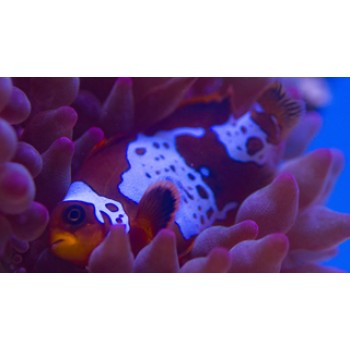 Amphiprion biaculeatus Lightning maroon clownfish - T.B.