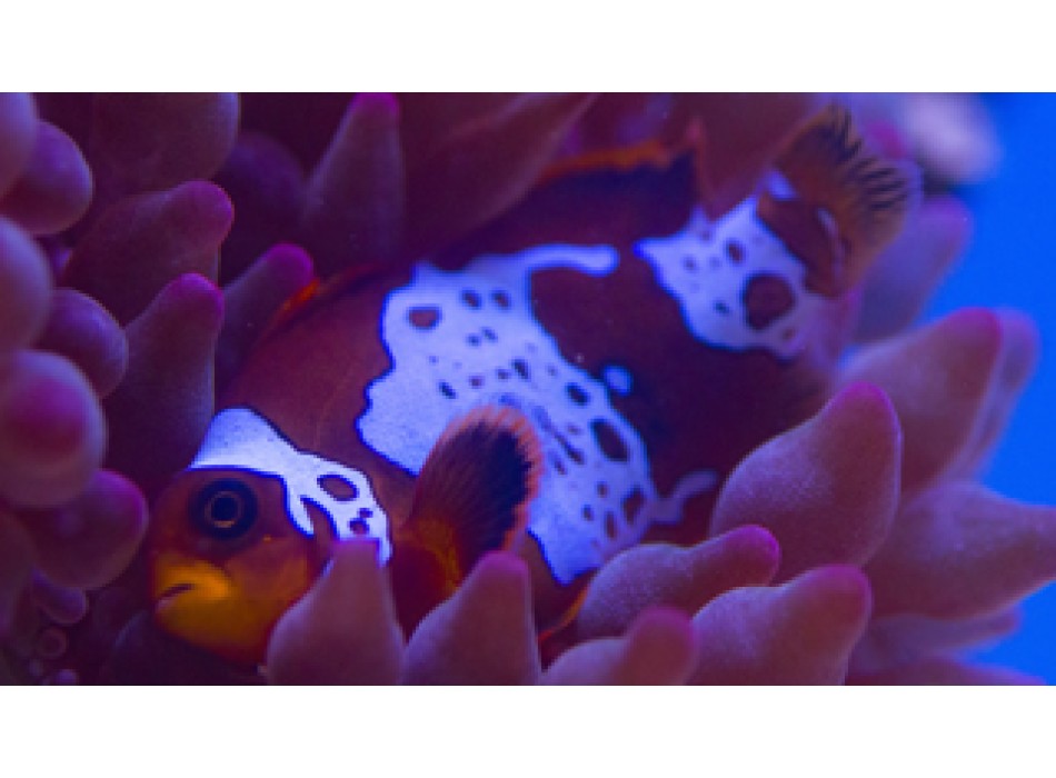Amphiprion biaculeatus Lightning maroon clownfish - T.B.