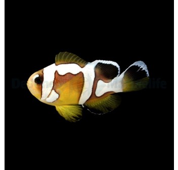 Amphiprion bicinctus (Spotcinctus) -  Bred