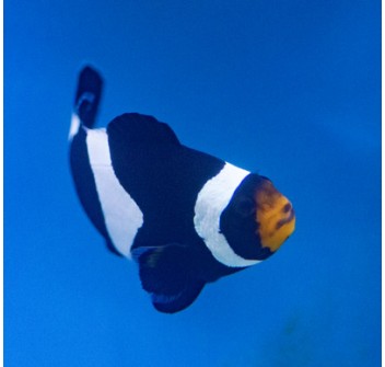 Amphiprion ocellaris Darwin   - T.B.