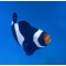 Amphiprion ocellaris Darwin   - T.B.