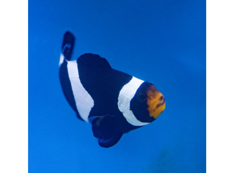 Amphiprion ocellaris Darwin   - T.B.