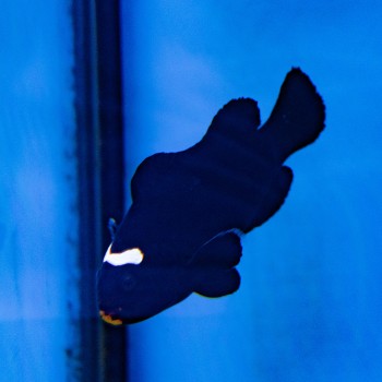 Amphiprion ocellaris (Midnight) - Bred