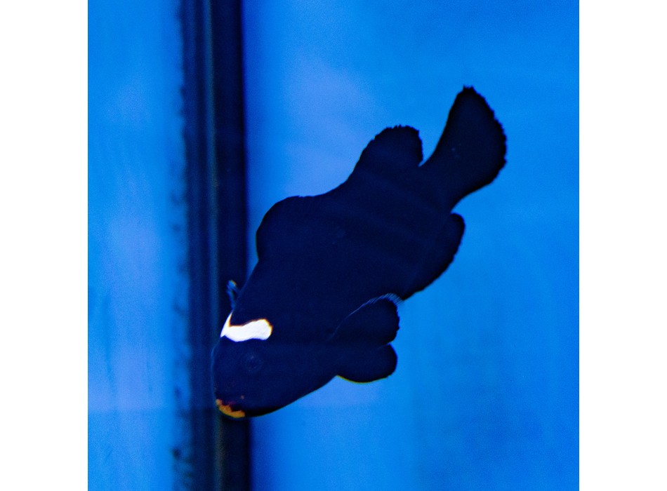 Amphiprion ocellaris (Midnight) - Bred