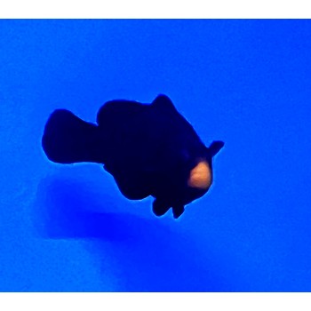 Amphiprion ocellaris (Midnight) - Bred