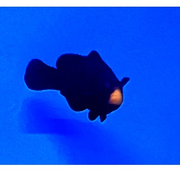 Amphiprion ocellaris (Midnight) - Bred