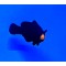 Amphiprion ocellaris (Midnight) - Bred