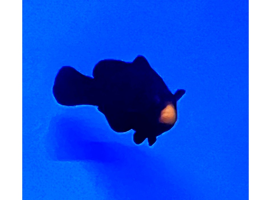 Amphiprion ocellaris (Midnight) - Bred