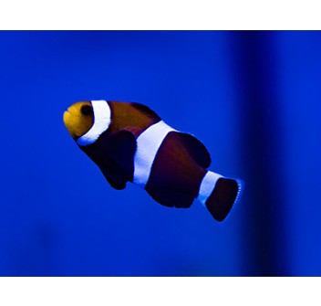 Amphiprion ocellaris Ocellaris Dark Morph - T.B.