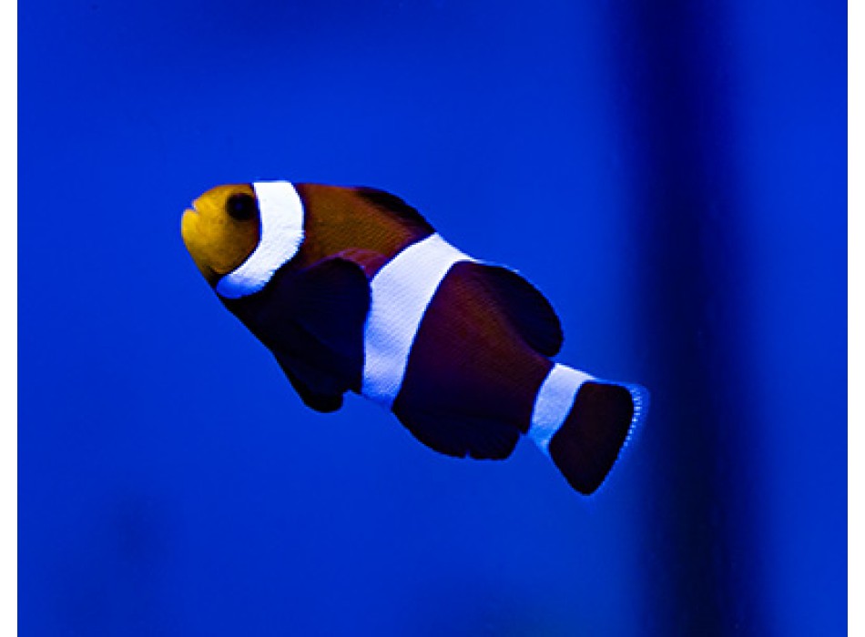 Amphiprion ocellaris Ocellaris Dark Morph - T.B.