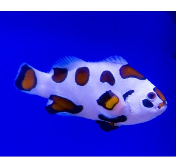 Amphiprion ocellaris Orange Storm