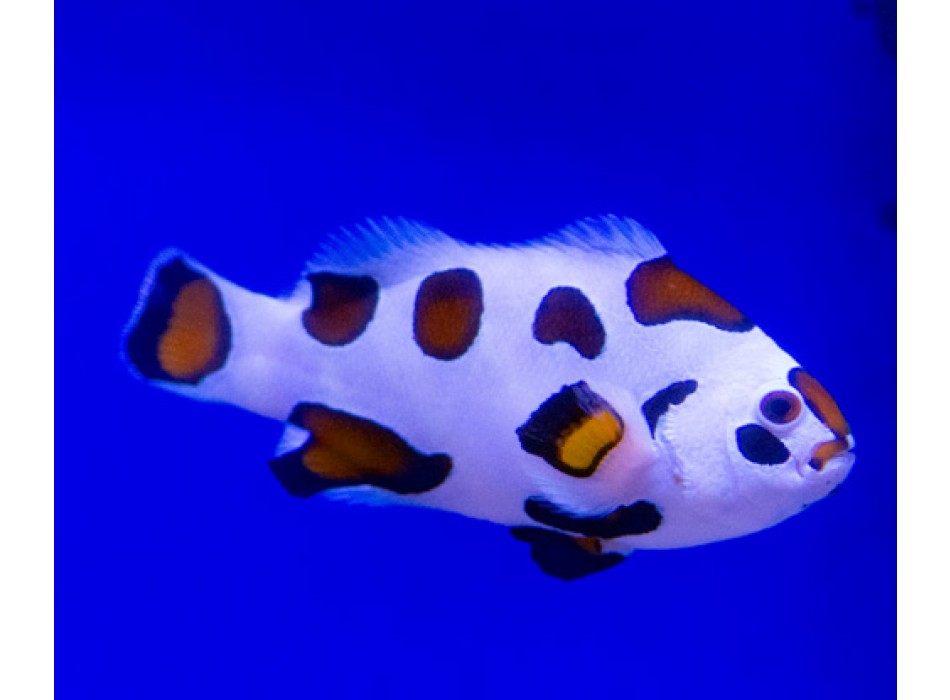 Amphiprion ocellaris Orange Storm