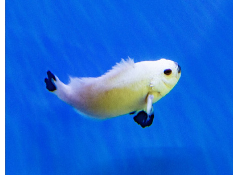 Amphiprion ocellaris platinium Storm allevamento