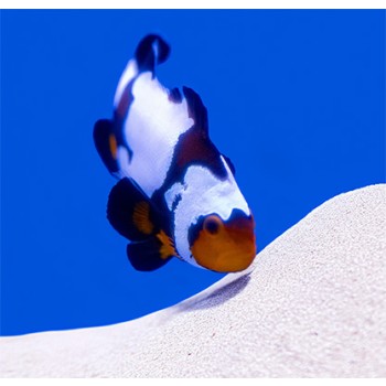 Amphiprion Ocellaris Premium Black Snowflake  - T.B.