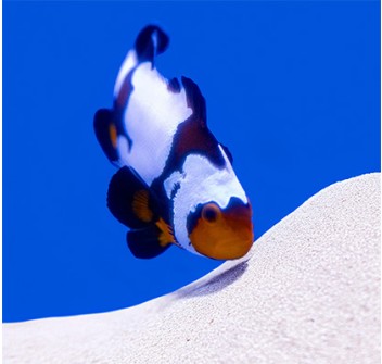 Amphiprion Ocellaris Premium Black Snowflake  - T.B.