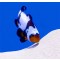 Amphiprion Ocellaris Premium Black Snowflake  - T.B.