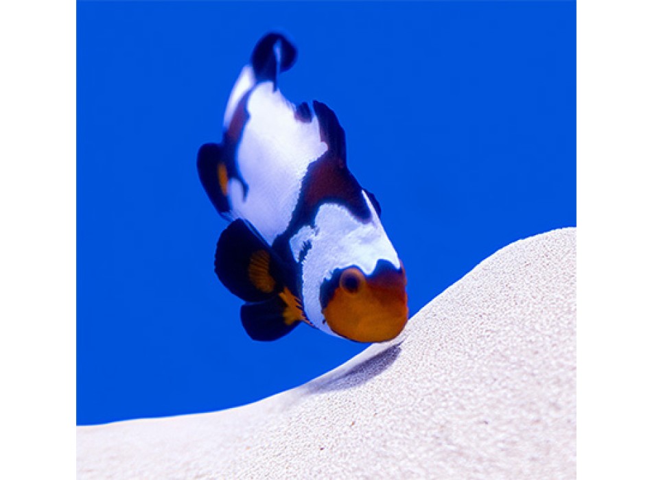 Amphiprion Ocellaris Premium Black Snowflake  - T.B.