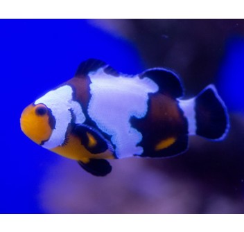 Amphiprion Ocellaris Premium Black Snowflake  - T.B.