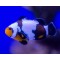 Amphiprion Ocellaris Premium Black Snowflake  - T.B.
