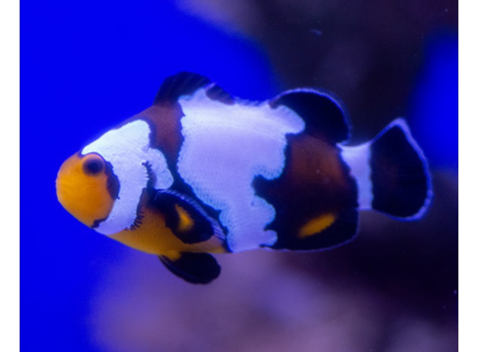 Amphiprion Ocellaris Premium Black Snowflake  - T.B.