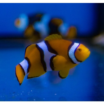 Amphiprion percula (Black)  - T.B.
