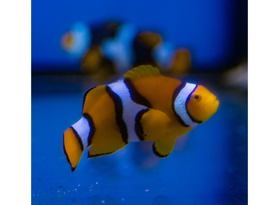 Amphiprion percula (Black)  - T.B.