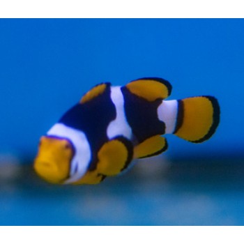 Amphiprion percula (Black)  - T.B.