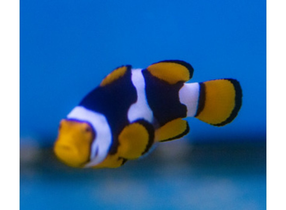 Amphiprion percula (Black)  - T.B.