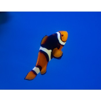 Amphiprion percula (Black)  - T.B.