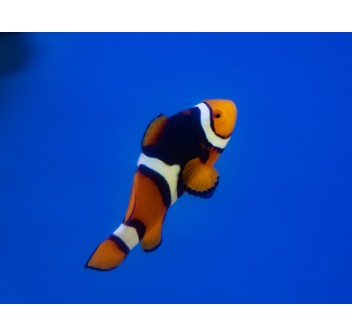 Amphiprion percula (Black)  - T.B.