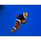 Amphiprion percula Black  - T.B.
