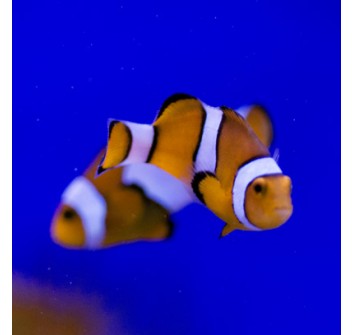 Amphiprion percula / ocellaris assortiti M - T.B.