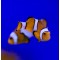 Amphiprion percula / ocellaris assortiti L - T.B.
