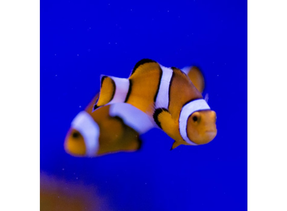 Amphiprion percula / ocellaris assortiti M - T.B.