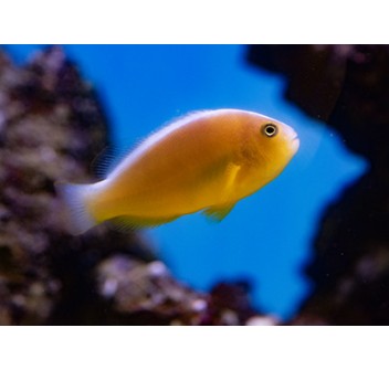 Amphiprion sandaracinos - T.B.