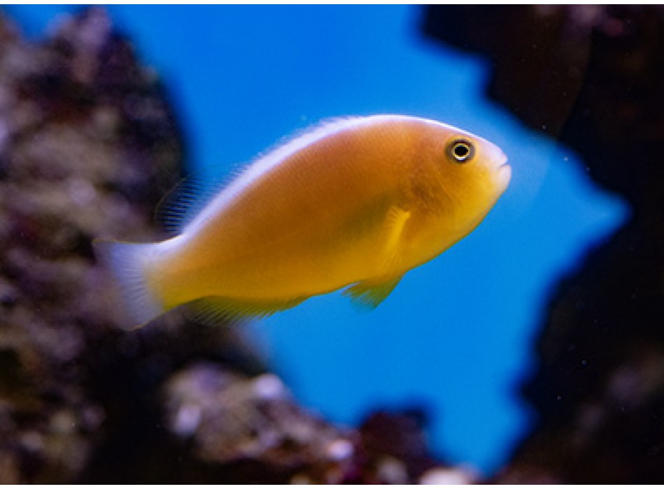 Amphiprion sandaracinos - T.B.