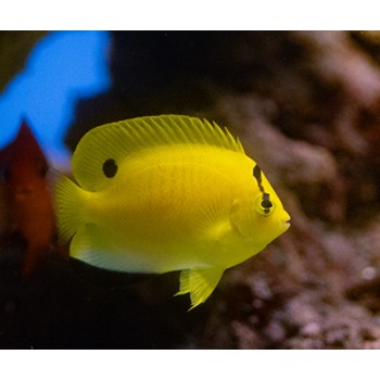 Apolemichthys trimaculatus