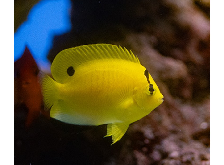 Apolemichthys trimaculatus