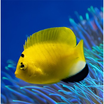 Apolemichthys trimaculatus