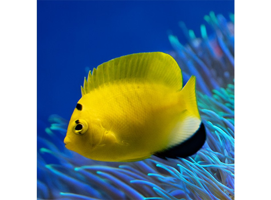 Apolemichthys trimaculatus