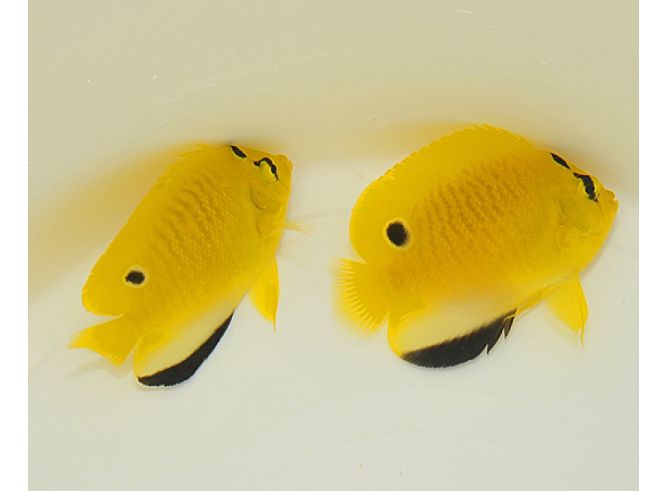 Apolemichthys trimaculatus